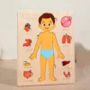 Montessori Anatomy Organ Model Anatomy Puzzle Of Human Structure