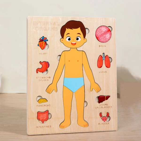 Montessori Anatomy Organ Model Anatomy Puzzle Of Human Structure
