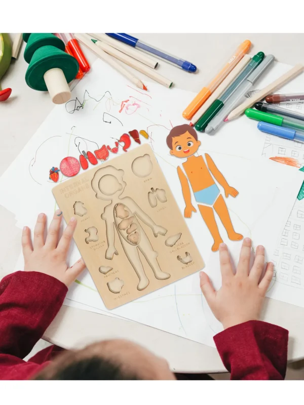 Montessori Anatomy Organ Model Anatomy Puzzle Of Human Structure