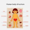 Montessori Anatomy Organ Model Anatomy Puzzle Of Human Structure
