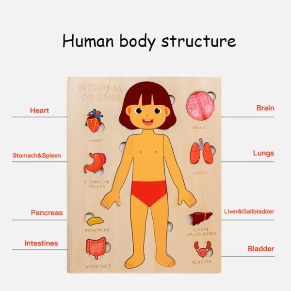 Montessori Anatomy Organ Model Anatomy Puzzle Of Human Structure