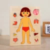 Montessori Anatomy Organ Model Anatomy Puzzle Of Human Structure