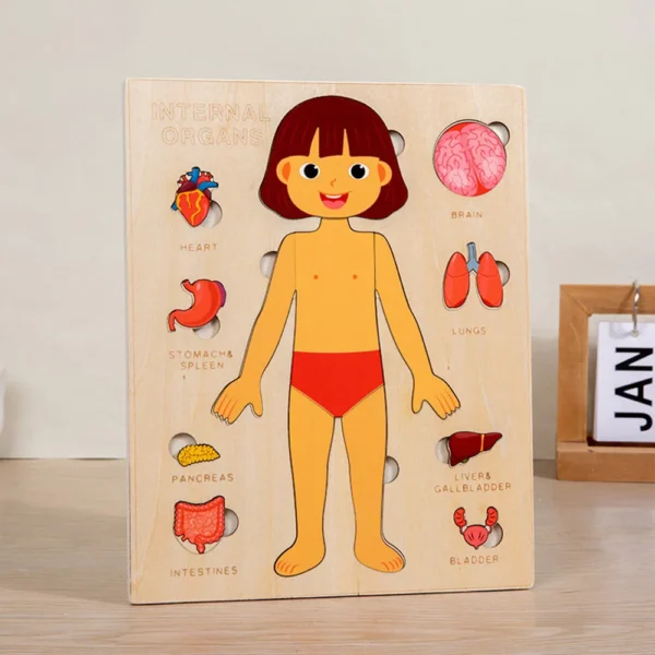 Montessori Anatomy Organ Model Anatomy Puzzle Of Human Structure