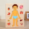 Montessori Anatomy Organ Model Anatomy Puzzle Of Human Structure