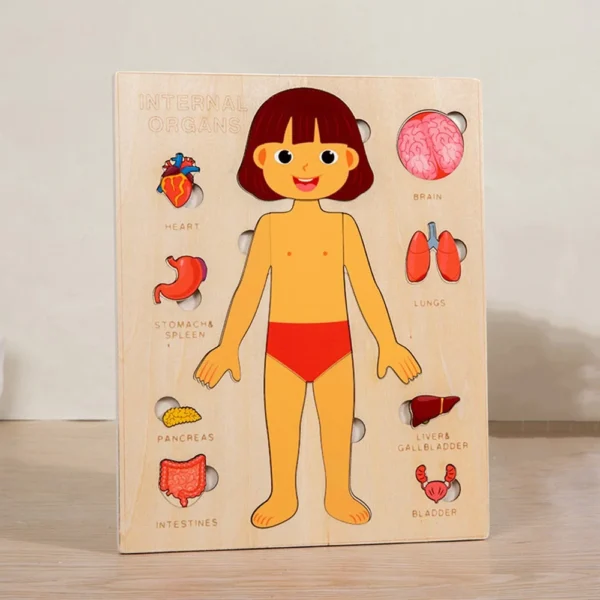 Montessori Anatomy Organ Model Anatomy Puzzle Of Human Structure