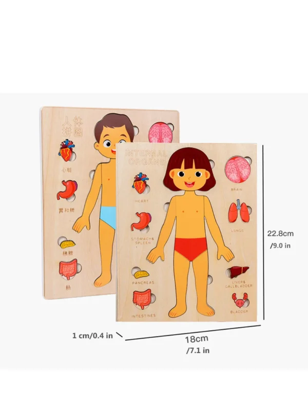 Montessori Anatomy Organ Model Anatomy Puzzle Of Human Structure