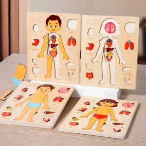 Montessori Anatomy Organ Model Anatomy Puzzle Of Human Structure