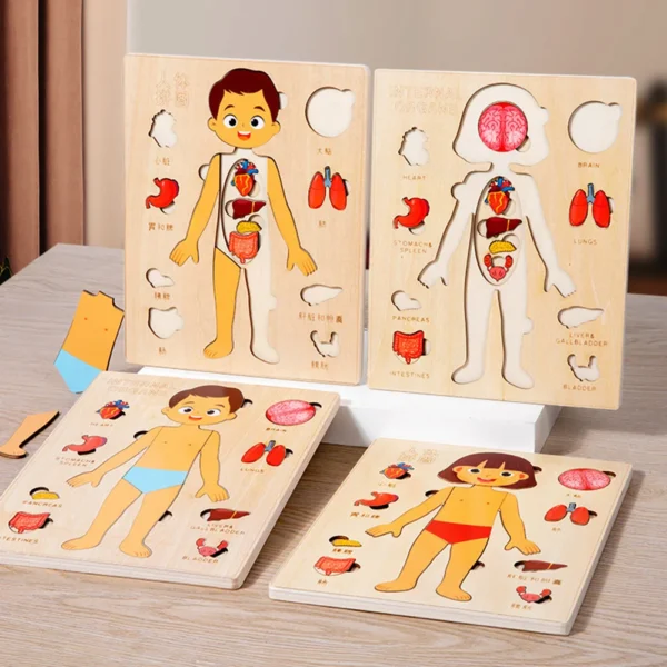 Montessori Anatomy Organ Model Anatomy Puzzle Of Human Structure